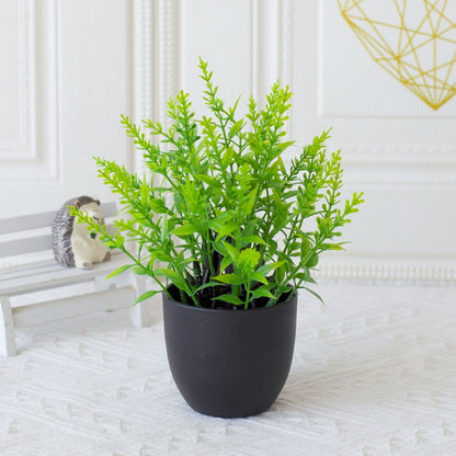 Potted Plants