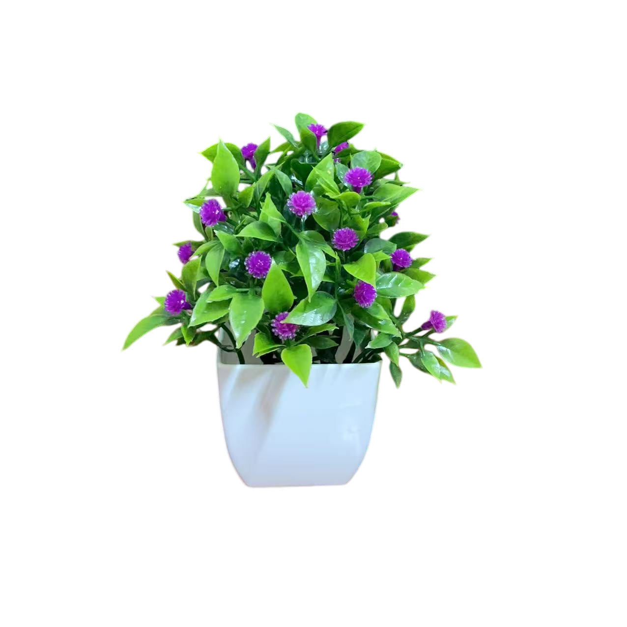Small Potted Plants