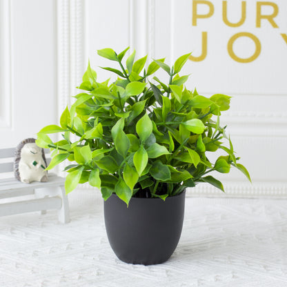 Potted Plants