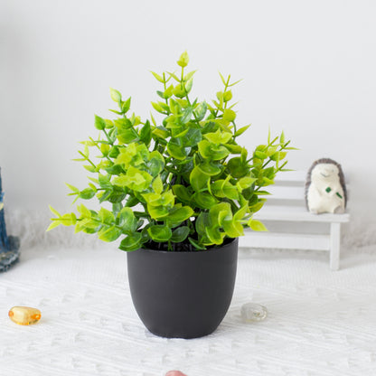 Potted Plants
