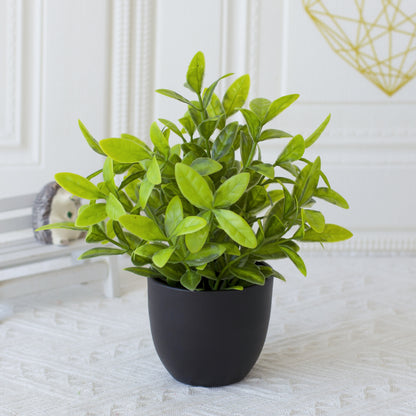 Potted Plants