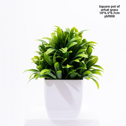 Potted Plants