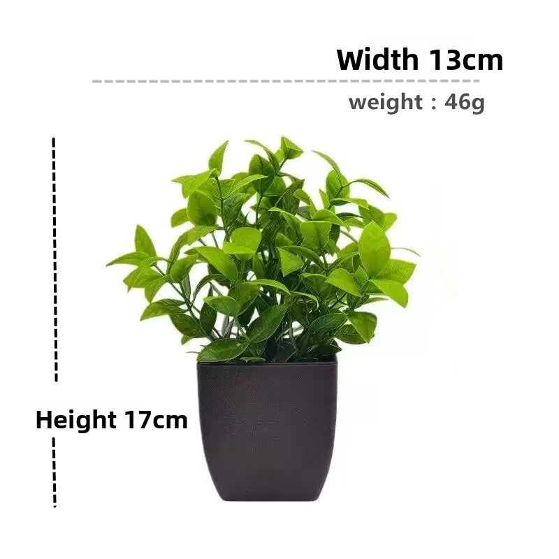 Plant Pot