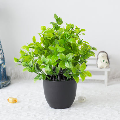 Potted Plants