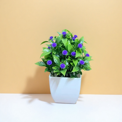 Small Potted Plants