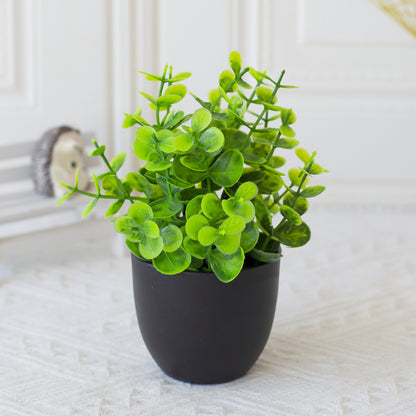 Potted Plants