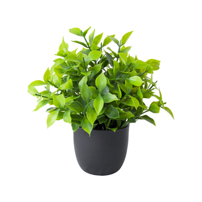 Potted Plants