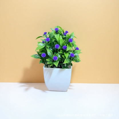 Small Potted Plants